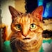 Buyer Avatar