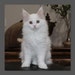 Buyer Avatar