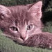 Buyer Avatar