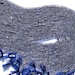 NewcollocationCo