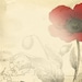 TheRedPoppyPeddler
