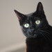 Phoebe