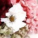 MagnoliaLaneMemories avatar