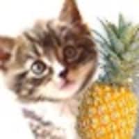 ThePineappleCatz
