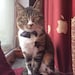 LazyCatAlex