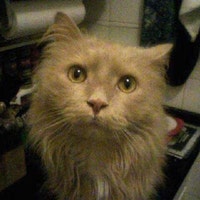 KittiesAGoGo