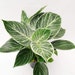 Buyer Avatar
