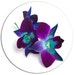orchidshirts