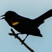 TheLaughingBlackbird avatar