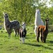 autumnhillllamas