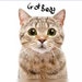 gotbead
