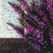 SunshineAndCedarCo