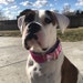 PAWsitive Vibes Boutique