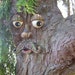 thetreefacepeople avatar