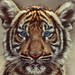 Buyer Avatar