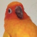Buyer Avatar