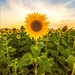 FilteredLightCrafts