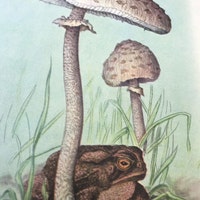 ThePaperMole