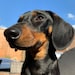 Buyer Avatar