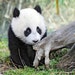 PandaPuddin avatar