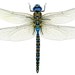 Dragonfly Rocker Teresa Marie