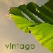 bananaleafvintage