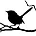 WordofBird