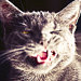 Buyer Avatar