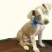 Kate n Coco Barkley avatar