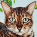 Buyer Avatar