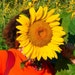 FloreOrganicBotanics