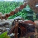 CrabcuisineCo