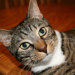 Buyer Avatar
