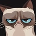 Tracy White avatar