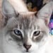 Diane avatar