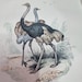 Rareprintsandbooks
