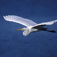 WindsAloftDesign