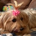 Buyer Avatar