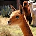 Think Curious avatar