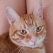 PurrfectPixelShop