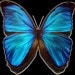 Buyer Avatar