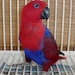 redbirdresale avatar