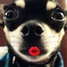 Buyer Avatar