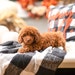 StanleyTrendyGifts