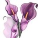 Buyer Avatar
