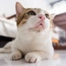 The Buttered Cat Vintage avatar