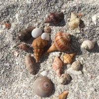 ShellHunter