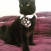 FreakedOutCat