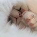 Buyer Avatar