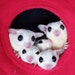 Pinoy Pet Cuddle Cup